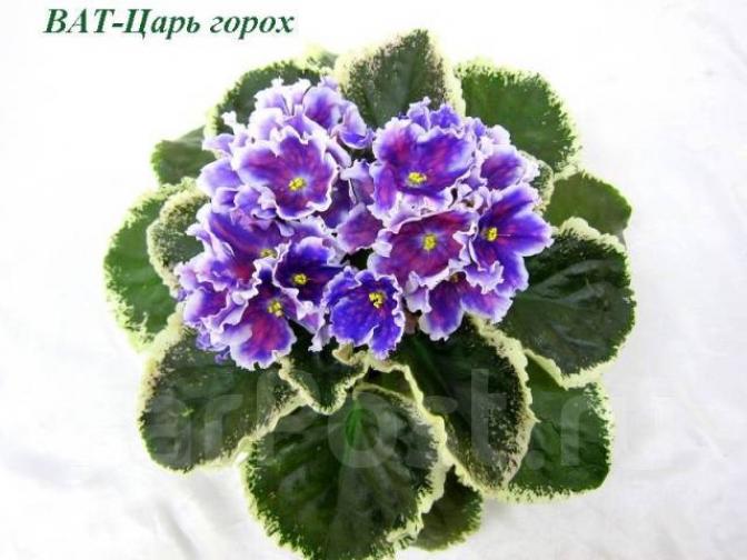 Фиалка ВаТ-Царь Горох 6