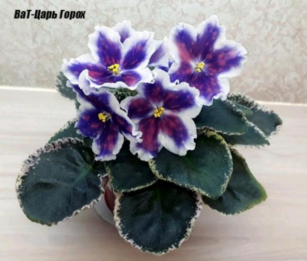 Фиалка ВаТ-Царь Горох