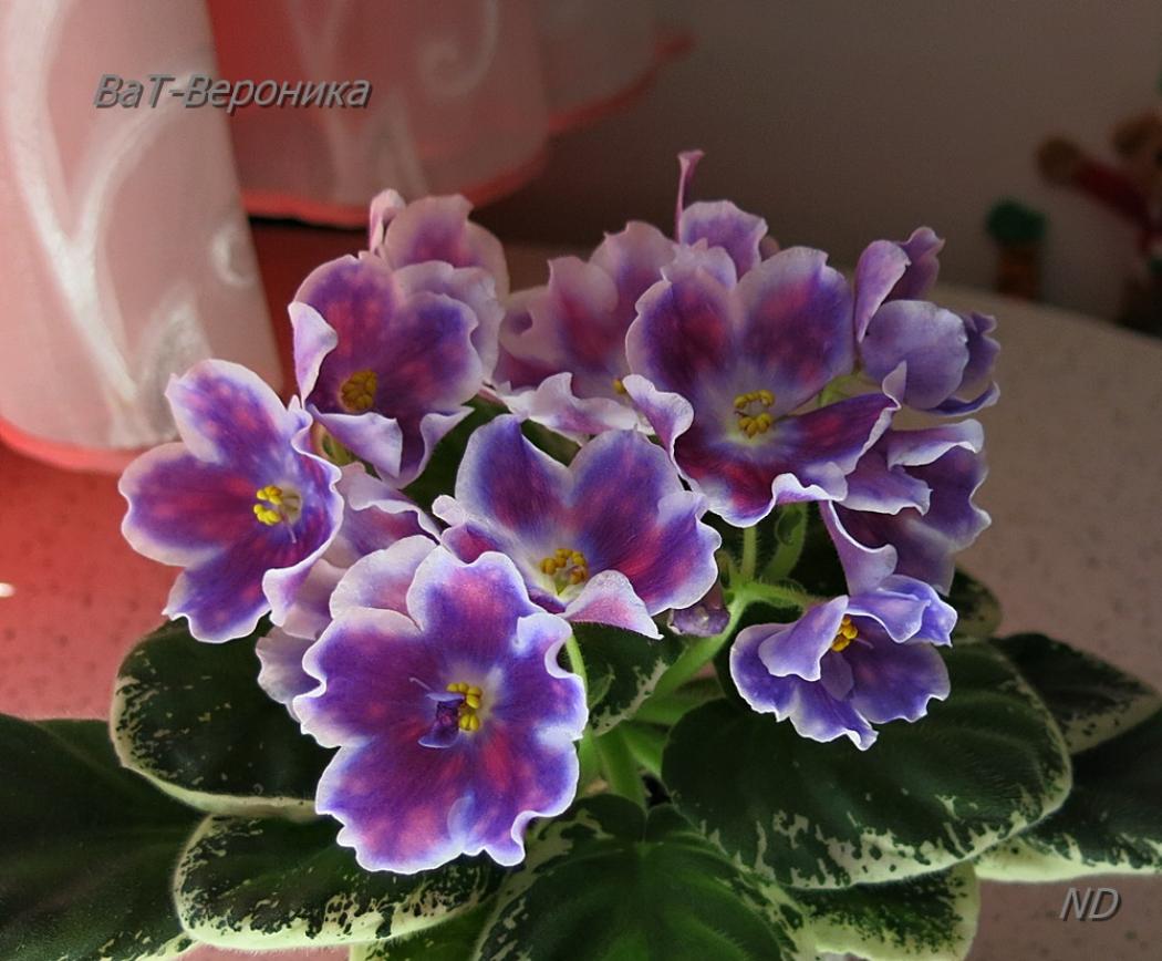 Фиалка ВаТ-Вероника 4