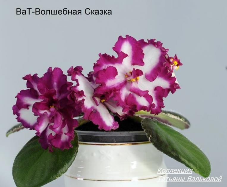 Фиалка ВаТ-Волшебная Сказка 4