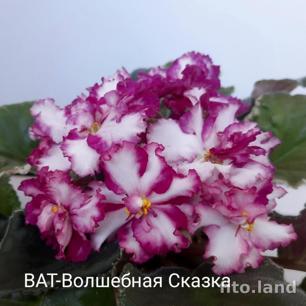 Фиалка ВаТ-Волшебная Сказка 5