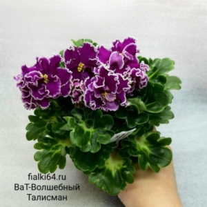 Фиалка ВаТ-Волшебный Талисман