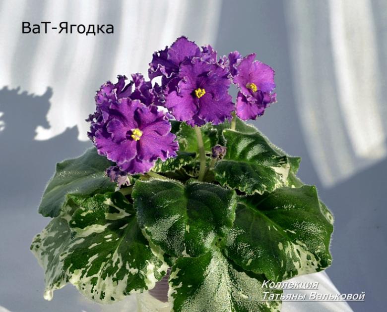 Фиалка ВаТ-Ягодка 5