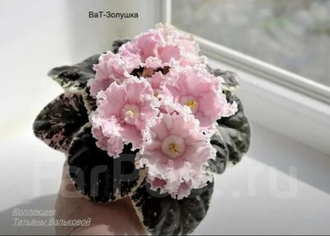 Фиалка ВаТ-Золушка 5