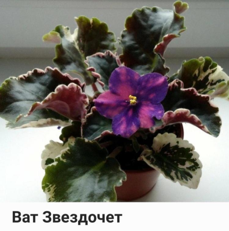 Фиалка ВаТ-Звездочет 2