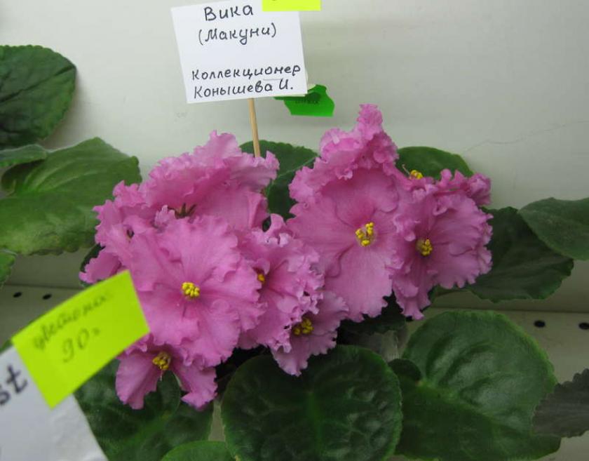 Фиалка Вика (Б. Макуни) 3