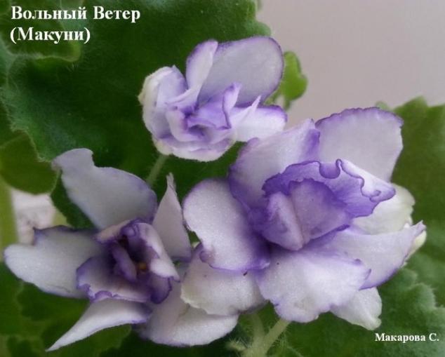 Фиалка Вольный Ветер (Макуни)