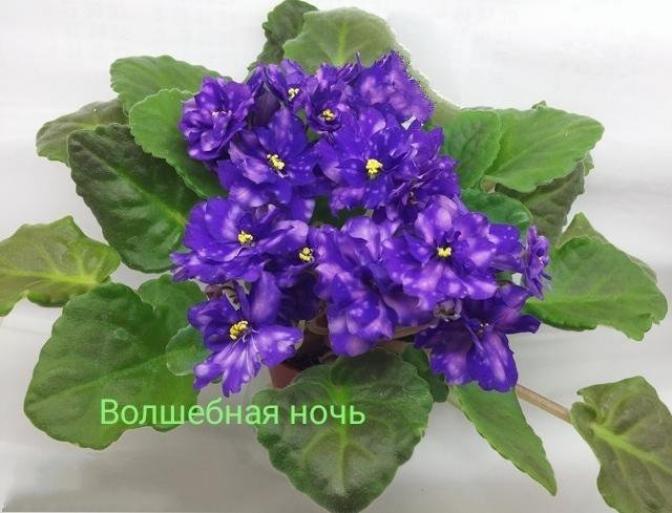 Фиалка Волшебная Ночь (Макуни) 6