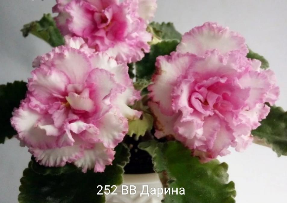 Фиалка ВВ-Дарина 4