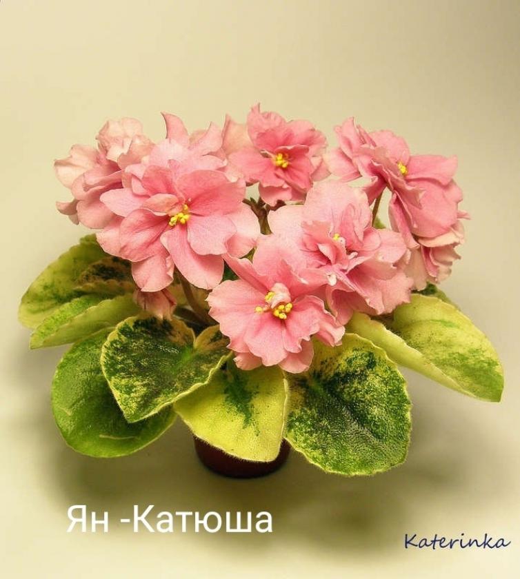 Фиалка Ян-Катюша 7