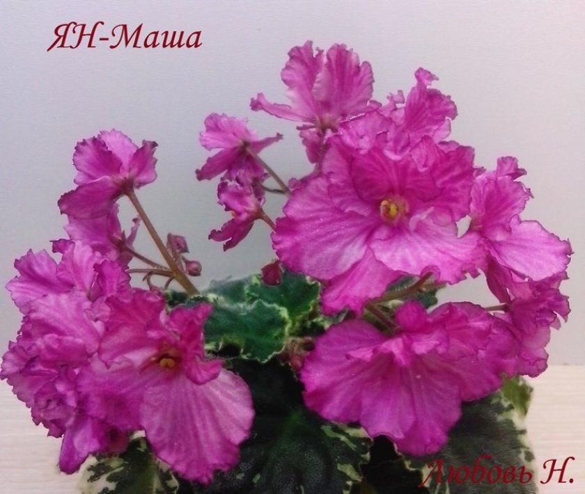 Фиалка ЯН-Маша 3