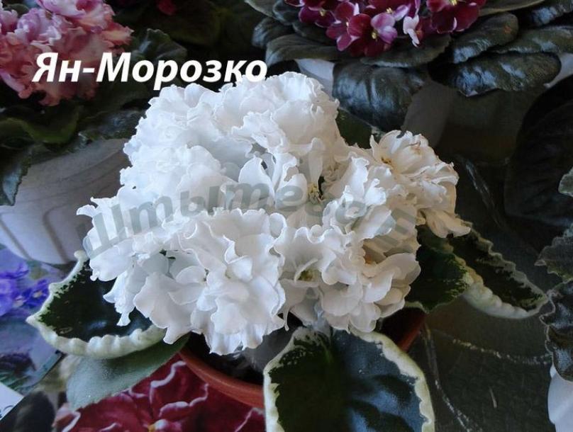 Фиалка Ян-Морозко 4