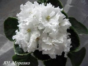 Фиалка Ян-Морозко