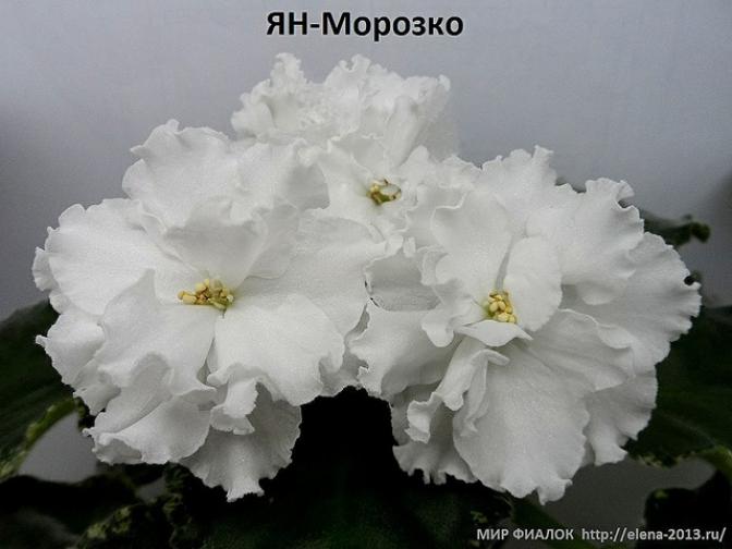 Фиалка Ян-Морозко 6