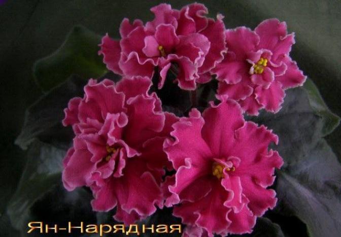 Фиалка Ян-Нарядная 3