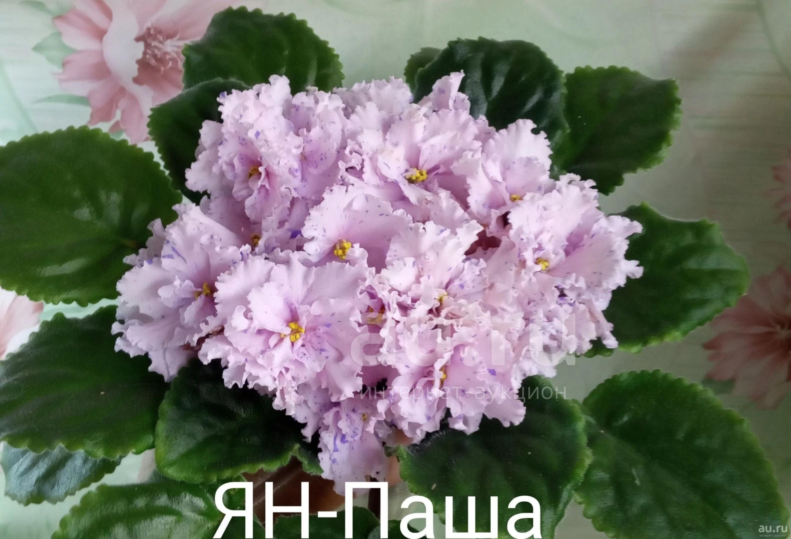 Фиалка Ян-Паша 2