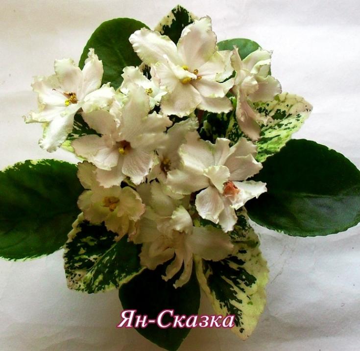 Фиалка ЯН-Сказка 4