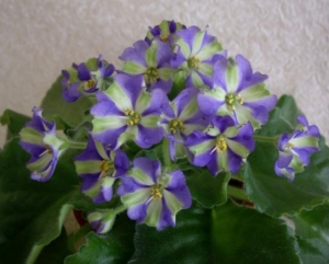 Фиалка Юкако (Yukako)