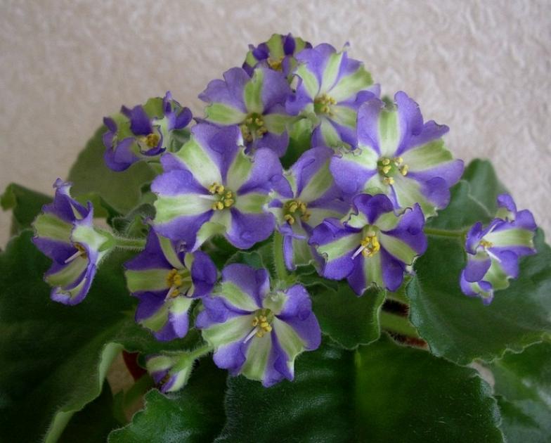 Фиалка Юкако (Yukako)
