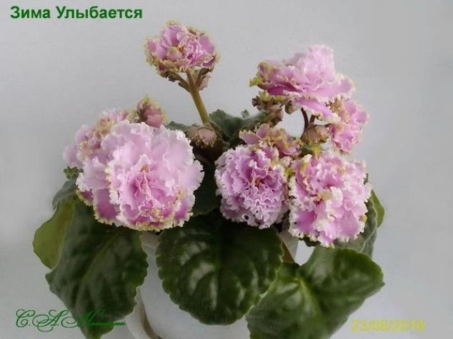 Фиалка Зима улыбается 5