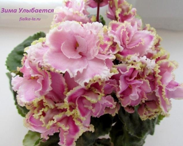 Фиалка Зима улыбается