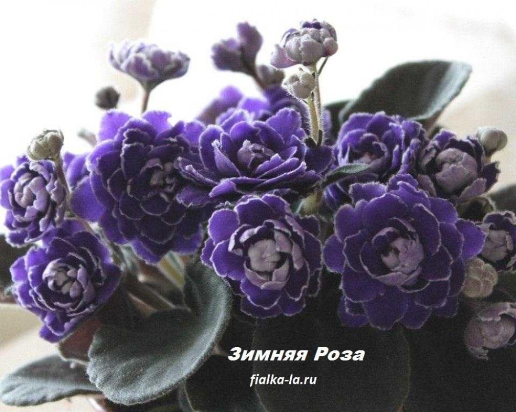 Фиалка Зимняя Роза 3