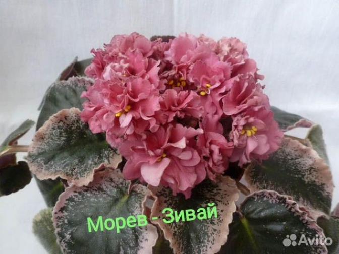 Фиалка Зивай (Морев) 2