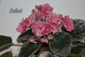 Фиалка Зивай (Морев)