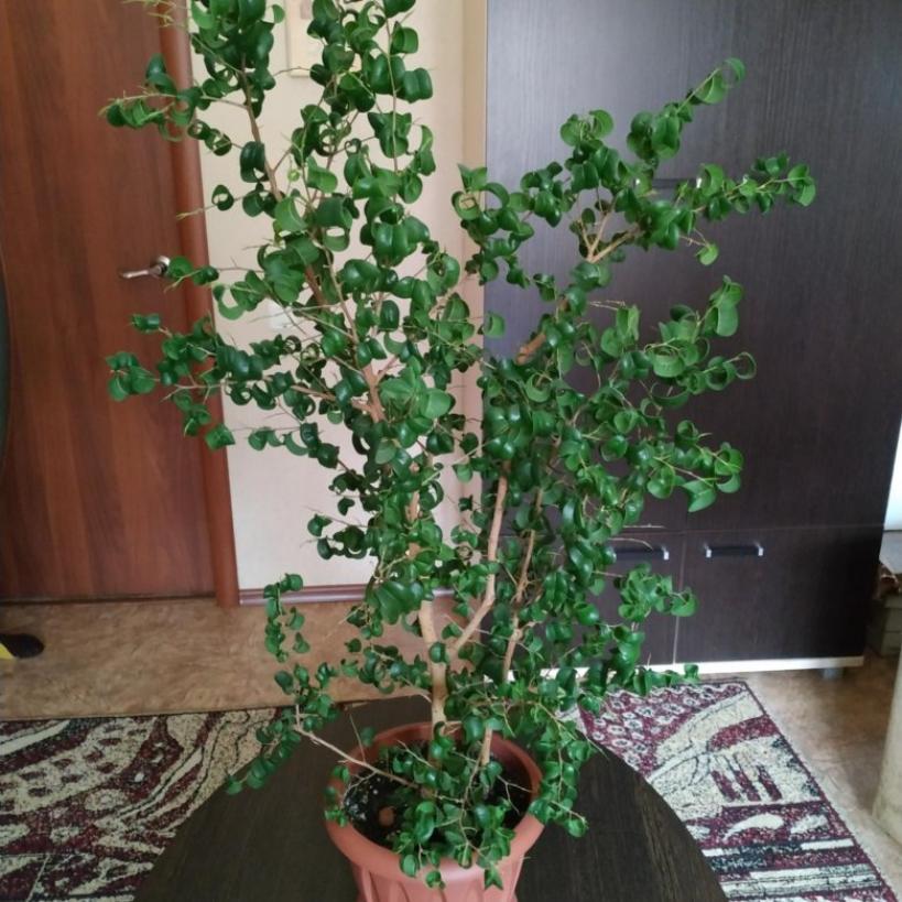 Фикус Барок (Барокко) 2
