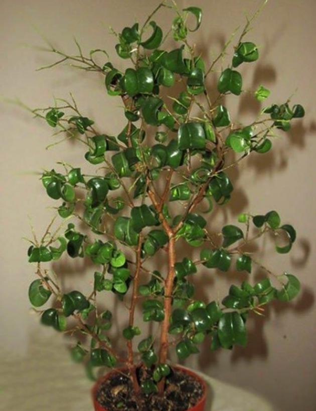 Фикус Барок (Барокко) 4
