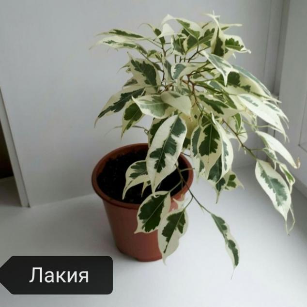 Фикус Лакия 4