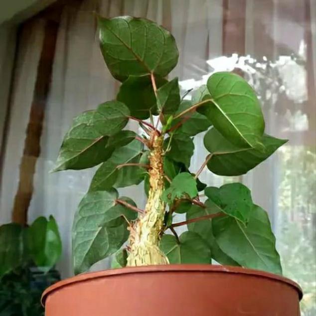 Фикус Петиоларис 4