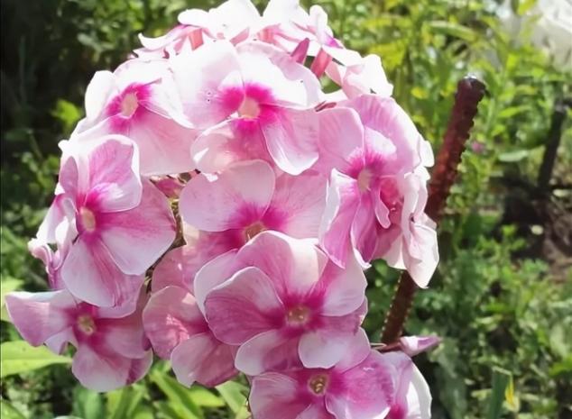 Флокс Абрамцевское Кружево 5
