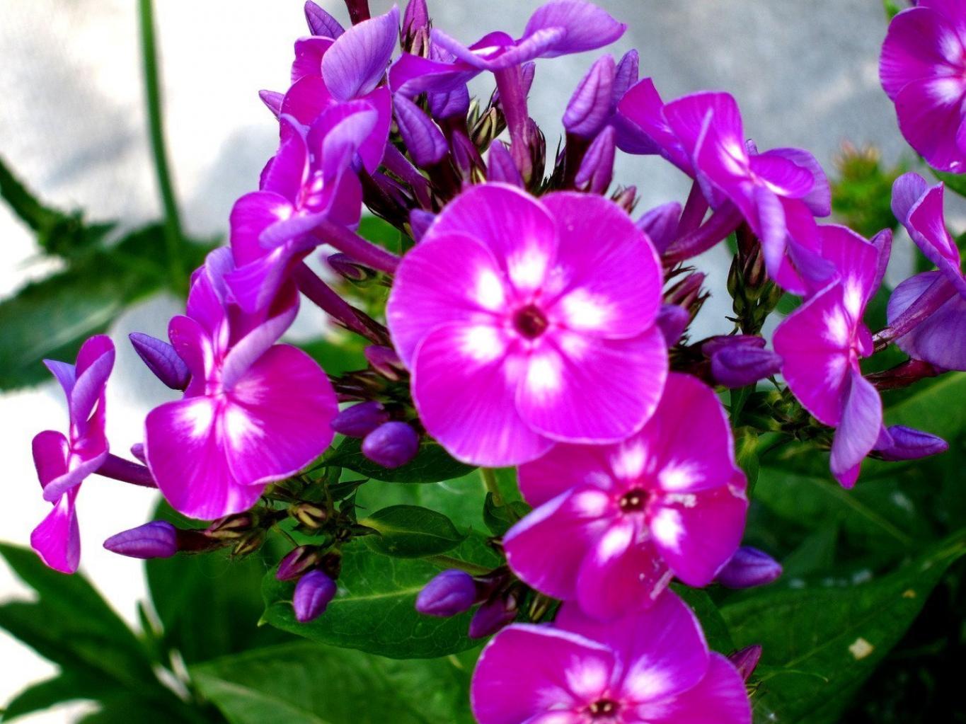 Флокс Адинда 5