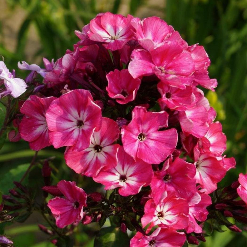 Флокс Александра 3