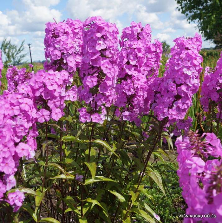 Флокс Альфа 3