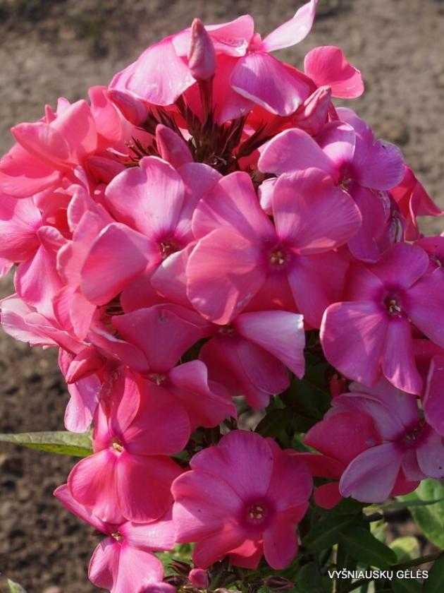 Флокс Алина 3