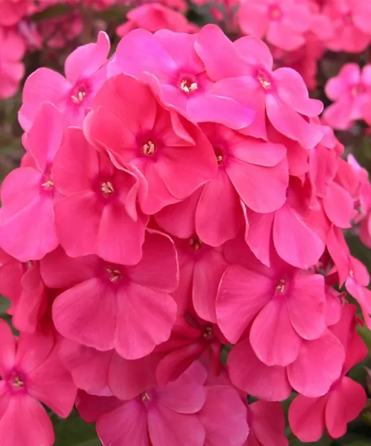 Флокс Алина