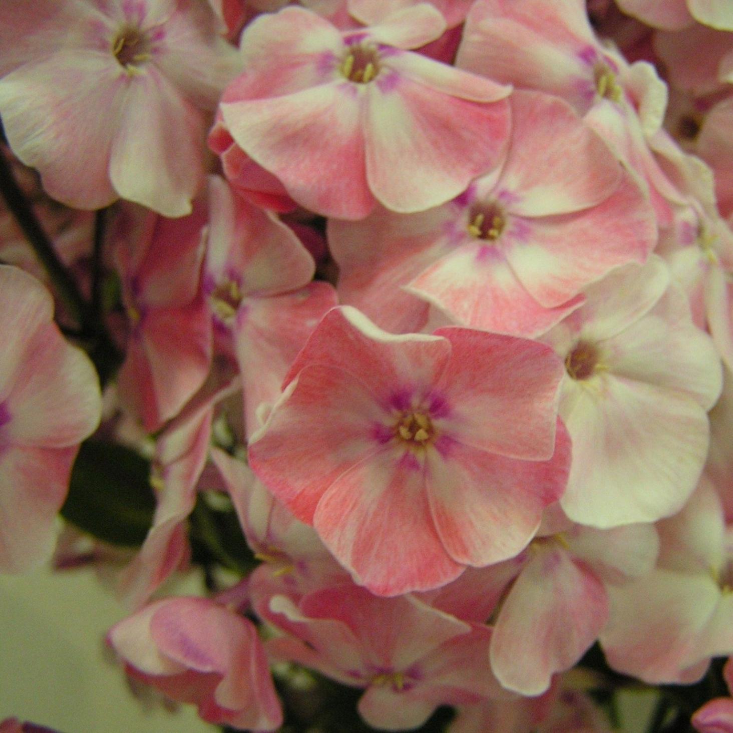 Флокс Алиса Фрейндлих 3
