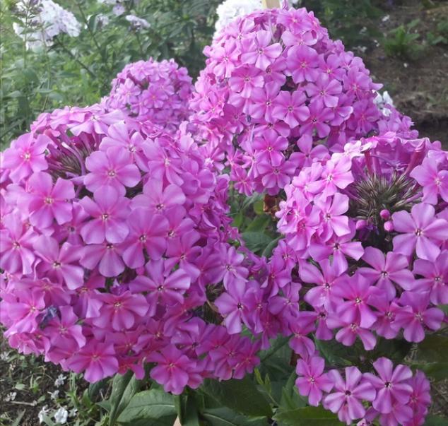 Флокс Амазонка 3