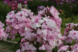 Флокс Амазонка