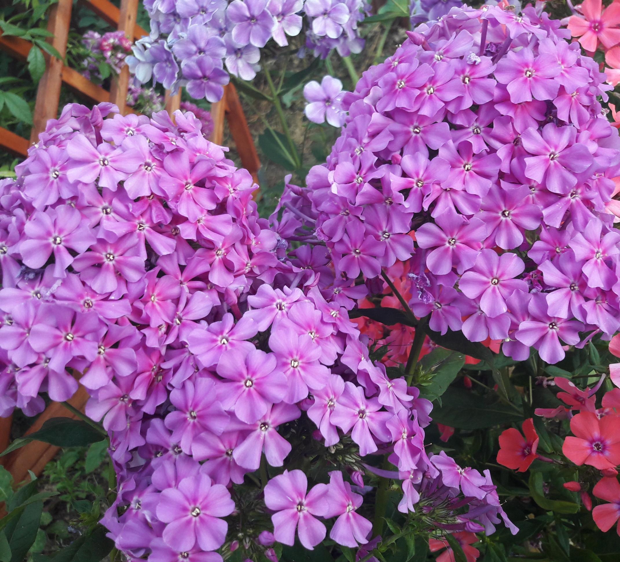 Флокс Амазонка 5