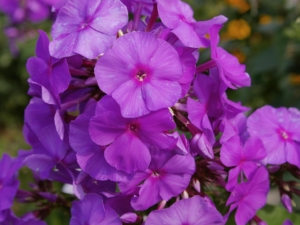 Флокс Аметист