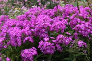 Флокс Аметистовый