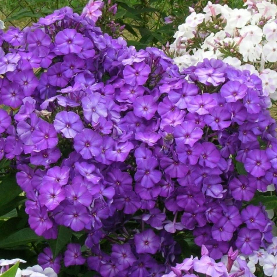 Флокс Аметистовый 2