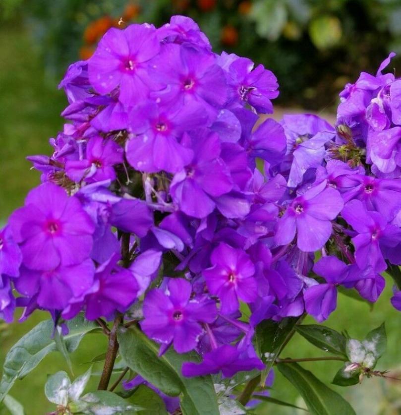 Флокс Аметистовый 3
