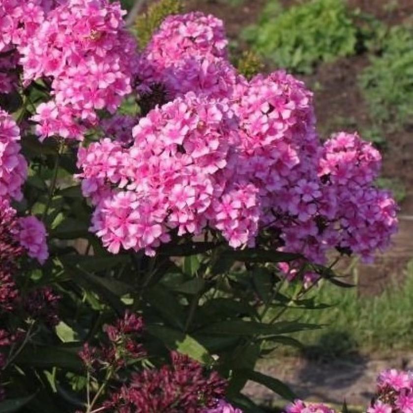 Флокс Анастасия 3