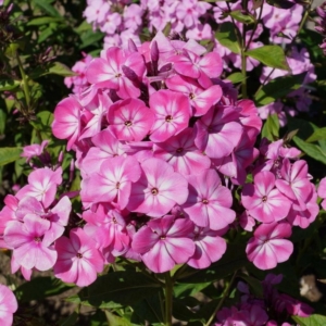 Флокс Анастасия
