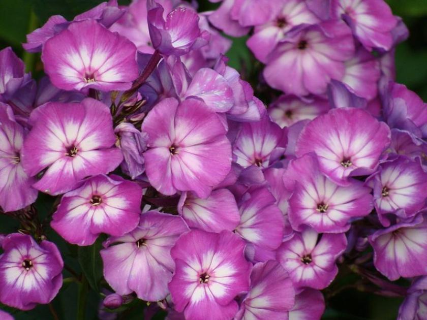 Флокс Андре 3
