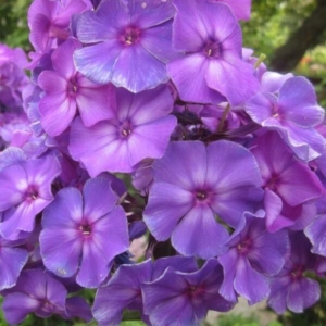 Флокс Андре
